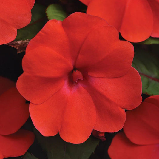 Impatiens Seeds Royal Red Sun & Shade Variety 1000 Count Live Plant Cutting Bare Root Starter Plant