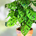 Monstera Adansonii Swiss Cheese Plant Cuttings – Indoor Outdoor Trailing Houseplant – Unique Leaf Pattern, Monstera deliciosa