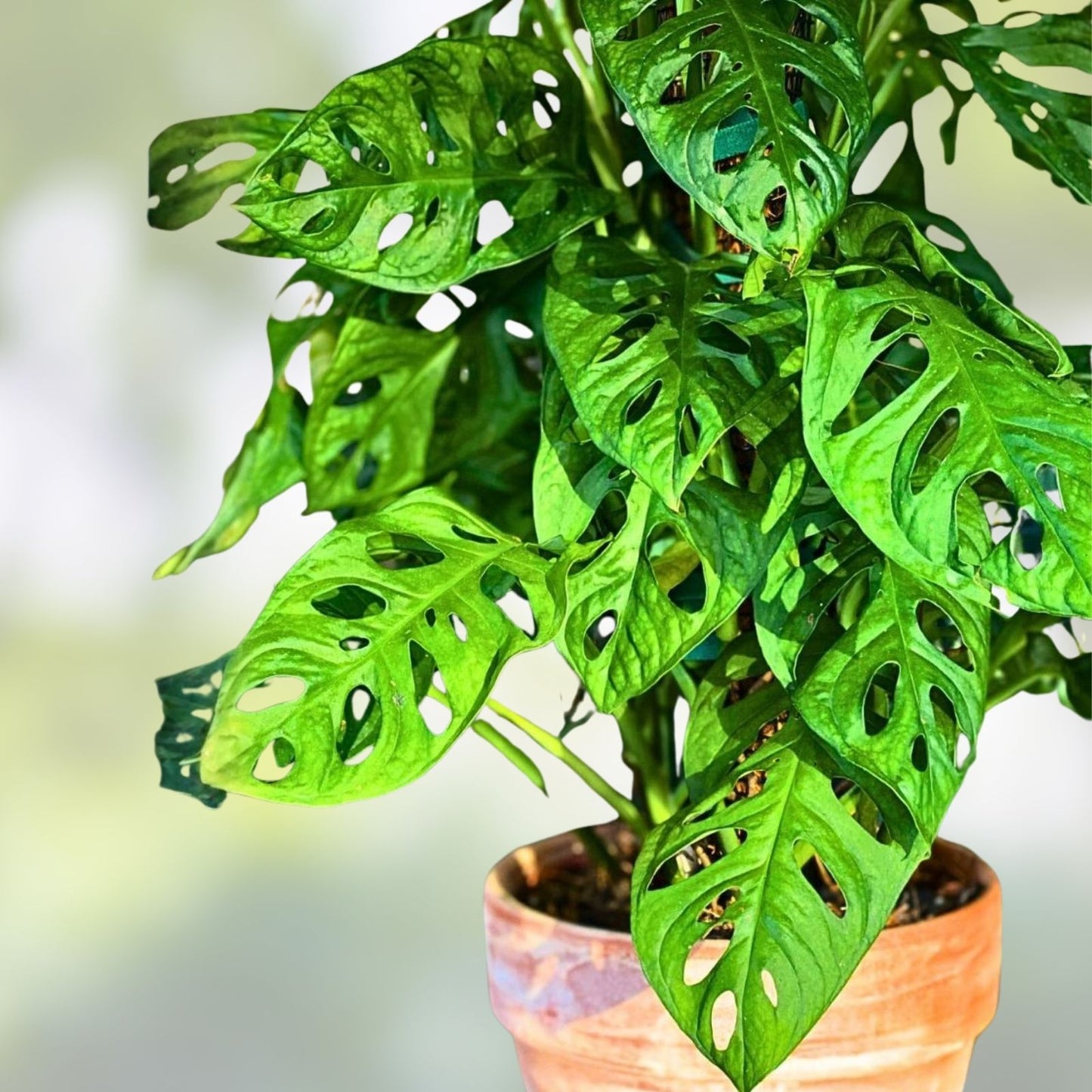 Monstera Adansonii Swiss Cheese Plant Cuttings – Indoor Outdoor Trailing Houseplant – Unique Leaf Pattern, Monstera deliciosa