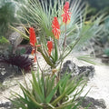 Torch Aloe Cuttings Lot of 6 | Aloe arborescens | Candelabra Aloe | Live Succulent Plant Starter Bare Root Houseplant