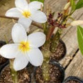 Rooted Plumeria Cutting - Wildfire - 17" Frangipani Plant with 1 Tip, Tropical Flowering Plant for Garden, Patio, Indoor, Fresh Stock