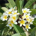 Yellow Plumeria Cuttings, Frangipani Plant Propagation, Tropical Flowering Plant, Live Houseplant, Garden, Patio, Indoor Plant