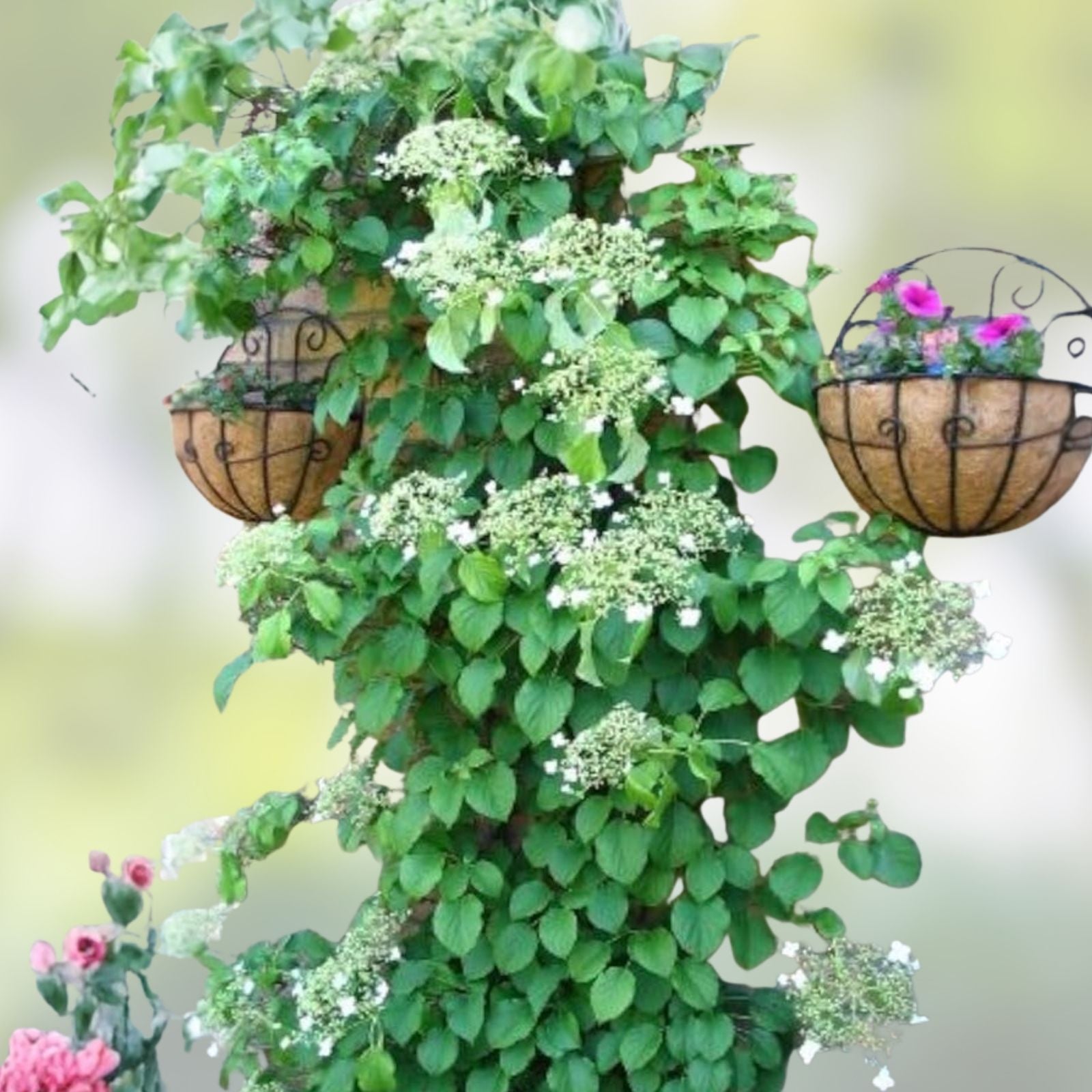 Climbing Hydrangea Seeds 50 Count, Vining Flower Bush, Creeping Hedge Shrub, Hydrangea anomala subsp. petiolaris, Live Plant, Starter Seed