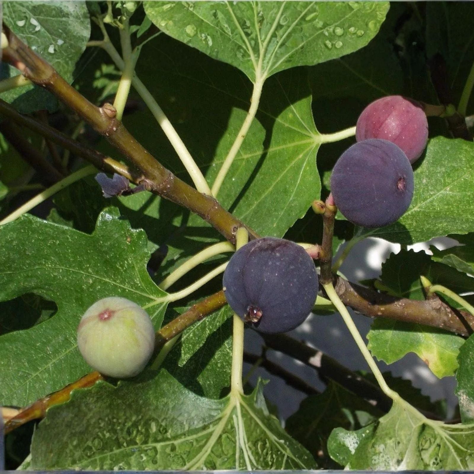 Black Fig Starter Plant Ficus carica Hardy Purple Fig 4-inch Live Plant Garden Plant Zone 6