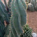 Columnar Cactus Cutting - Small Pup Cereus Peruvianus Spiralis - Unique Spiral Shape for Indoor Decor - Fresh Stock