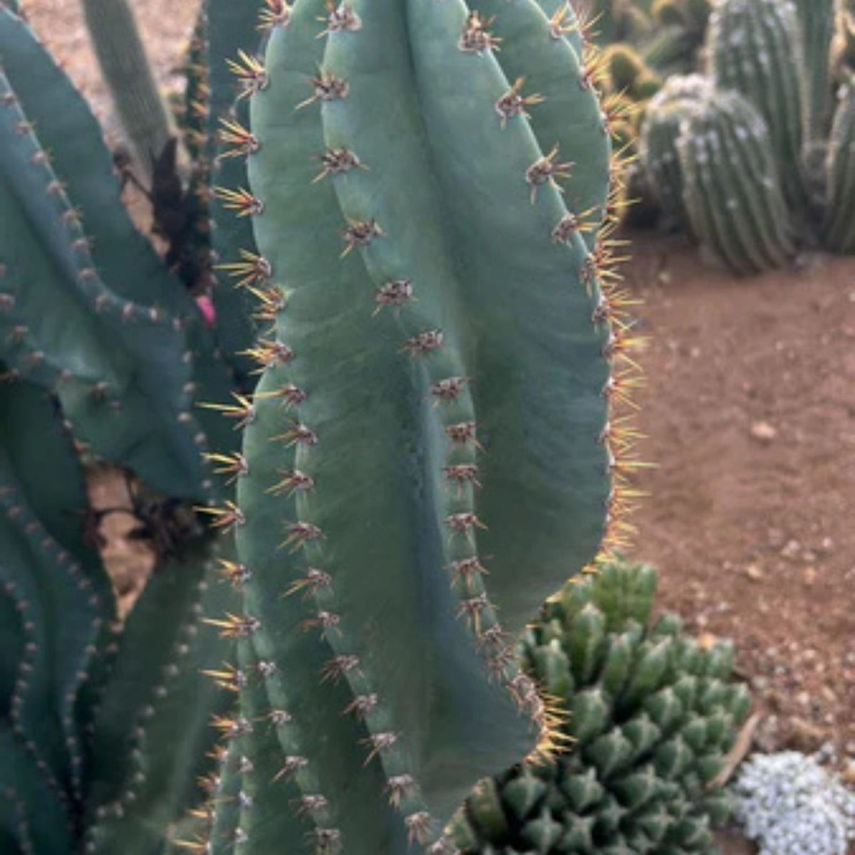 Columnar Cactus Cutting - Small Pup Cereus Peruvianus Spiralis - Unique Spiral Shape for Indoor Decor - Fresh Stock