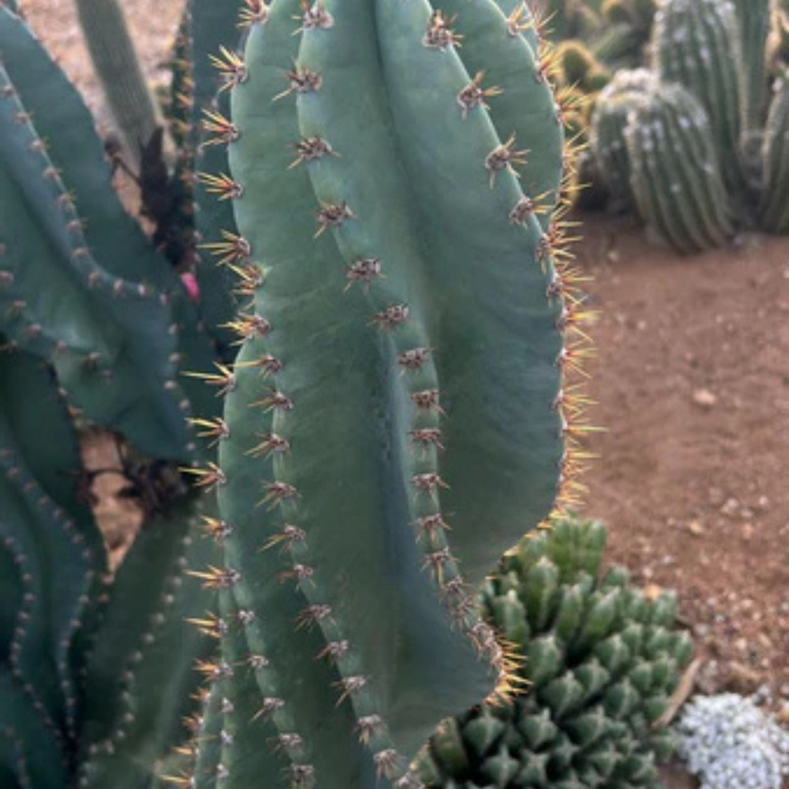 Columnar Cactus Cutting - Small Pup Cereus Peruvianus Spiralis - Unique Spiral Shape for Indoor Decor - Fresh Stock