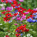 Anemone coronaria Flower Bulbs 5-Pack Spring Blooming Garden Bulbs White Pink Red Blue Live Plant
