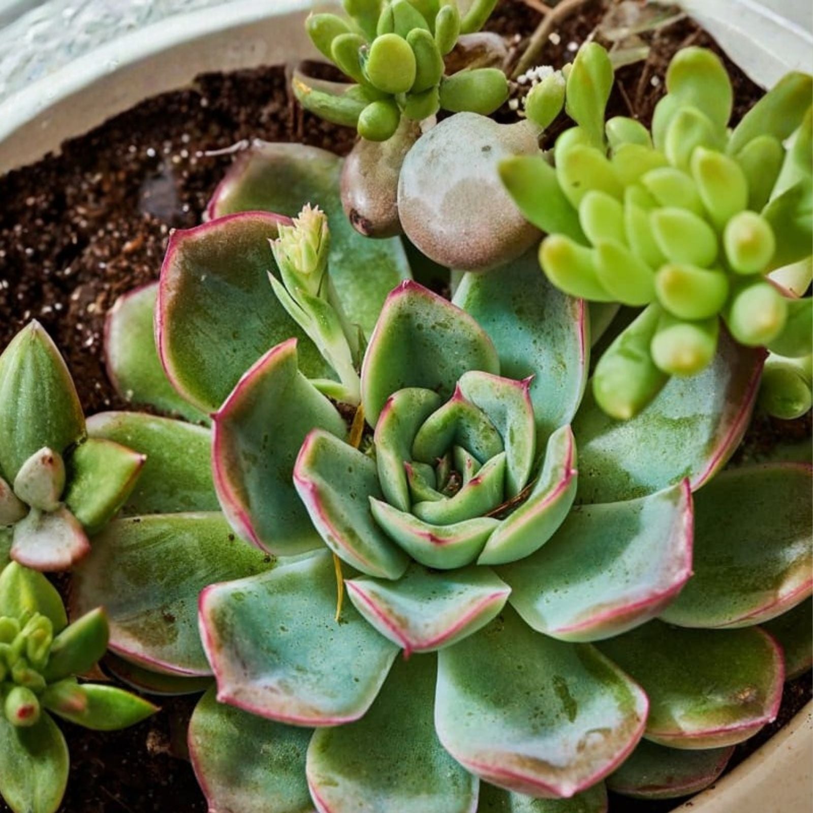 Echeveria ‘Green with Envy’ Succulent Live Plant 4 oz Indoor Houseplant, Green, Easy Care, Starter Plant, Container Plant