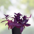 Purple Heart Wandering Jew Cuttings - Live Tradescantia Pallida Purpurea Plant Starter, Houseplant, Indoor Plant, Live Plant, Propagation Cuttings