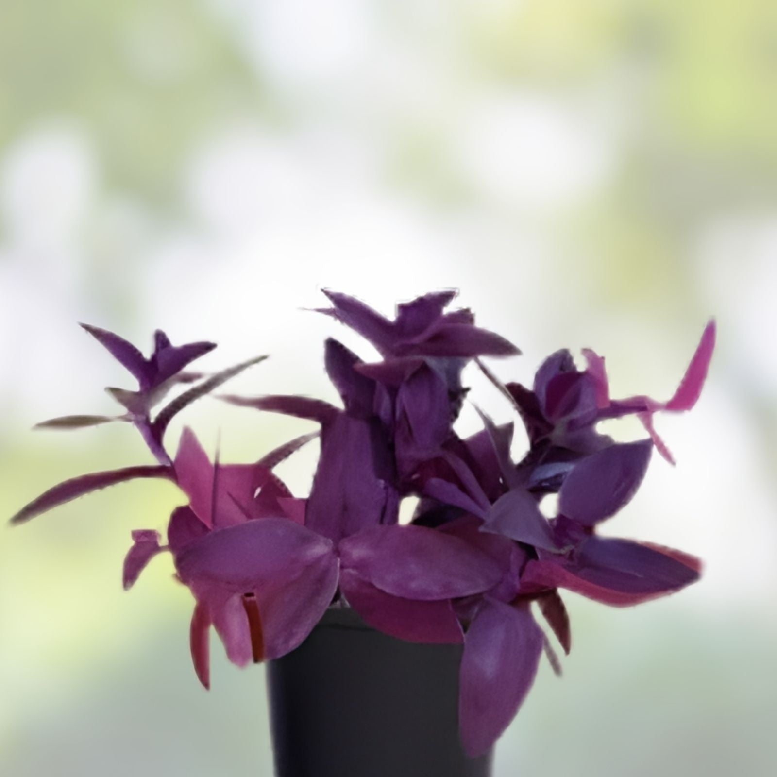 Purple Heart Wandering Jew Cuttings - Live Tradescantia Pallida Purpurea Plant Starter, Houseplant, Indoor Plant, Live Plant, Propagation Cuttings