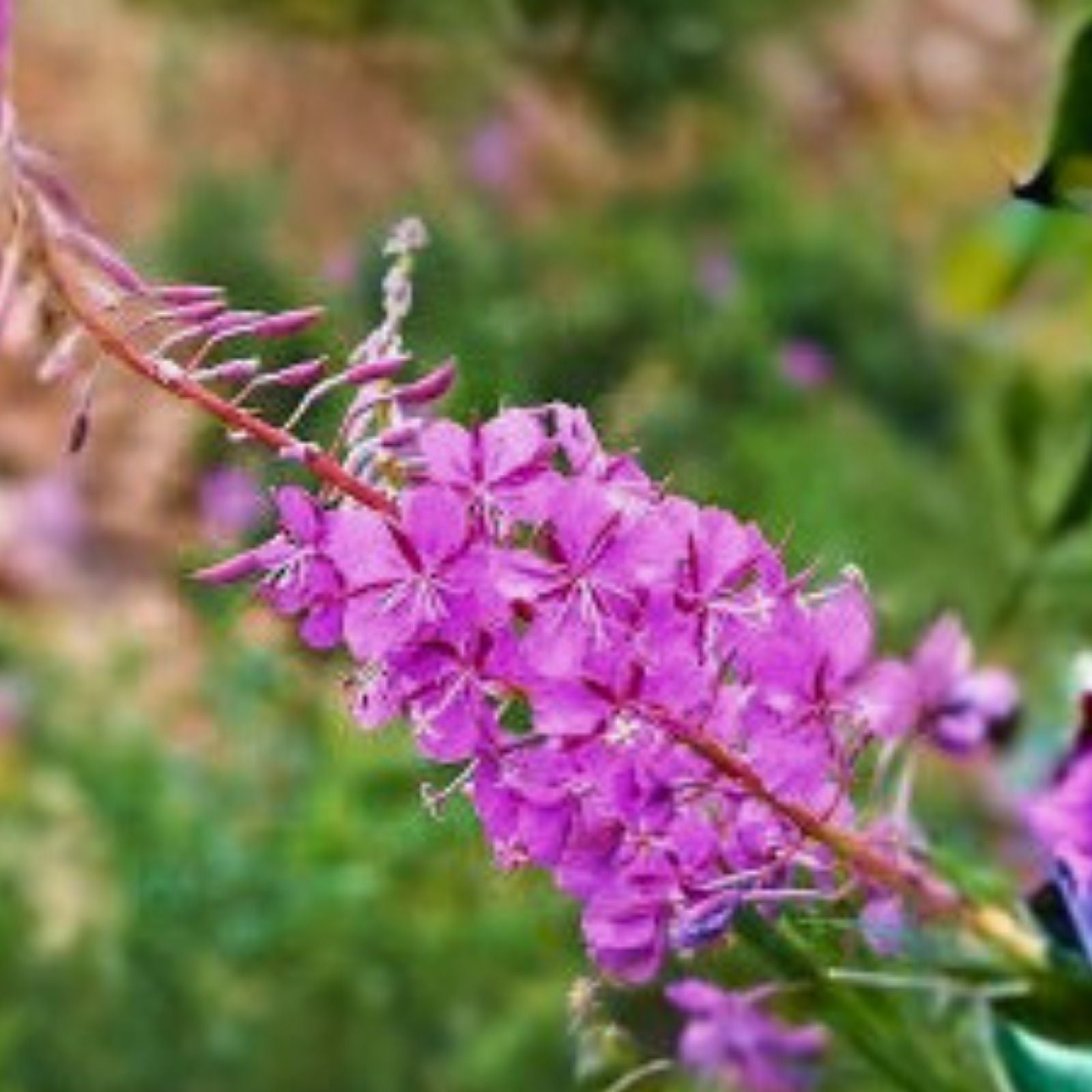 Fireweed Seeds Bulk – Rosebay Perennial Medicinal Herb, 500+ Seeds, Chamerion angustifolium, Live Plant, Cutting, Bare Root, Starter Plant