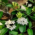 Variegated Stephanotis Madagascar Jasmine Live Cutting Fragrant Climbing Plant Houseplant 7 inches
