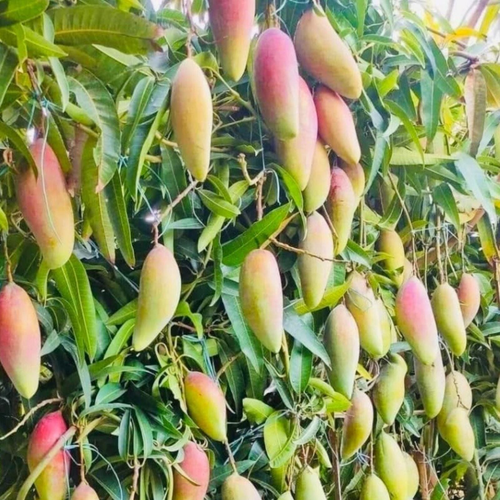 Florida Mango Scion Wood Cuttings – 3 Fresh Mangifera indica Grafting Cuttings for Planting, Live Plant, Bare Root, Starter Plant