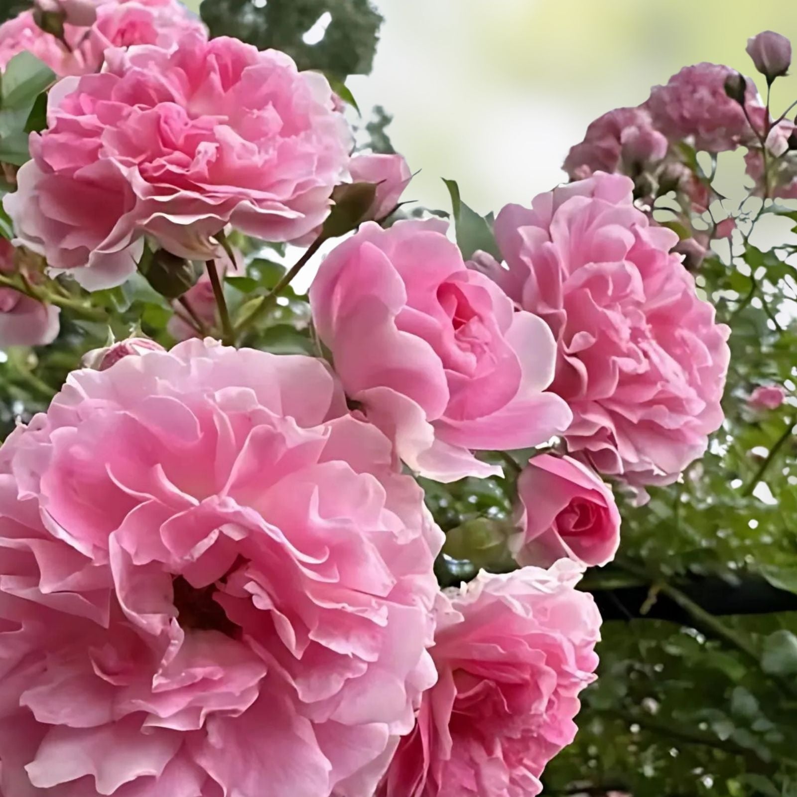 Rambler Rose Cuttings Multiflora Rosa Live Plant Propagation Bare Root Starter Plant Garden Flower