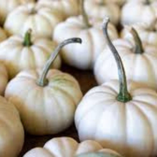 Yeti Pumpkin Seeds 10 Pack White Pumpkin Variety Cucurbita pepo Easy to Grow for Large 5 Pound Pumpkins