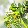 Philodendron Brazil Cuttings Variegated Dark Lime Green Houseplant Starter Plant Clippings