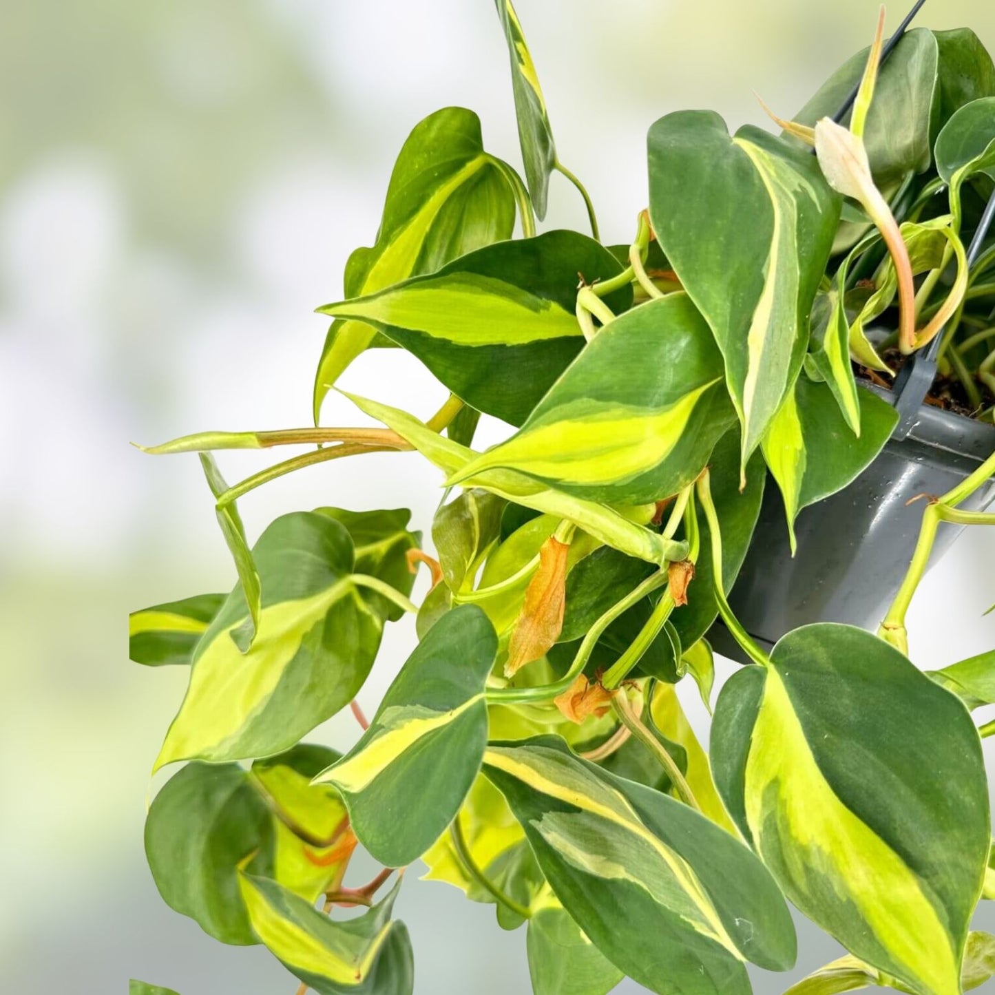 Philodendron Brazil Cuttings Variegated Dark Lime Green Houseplant Starter Plant Clippings