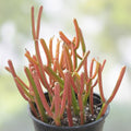 Euphorbia Tirucalli Pencil Cactus Cuttings Fire Stick Succulent Indoor Plant Starter Live Plant