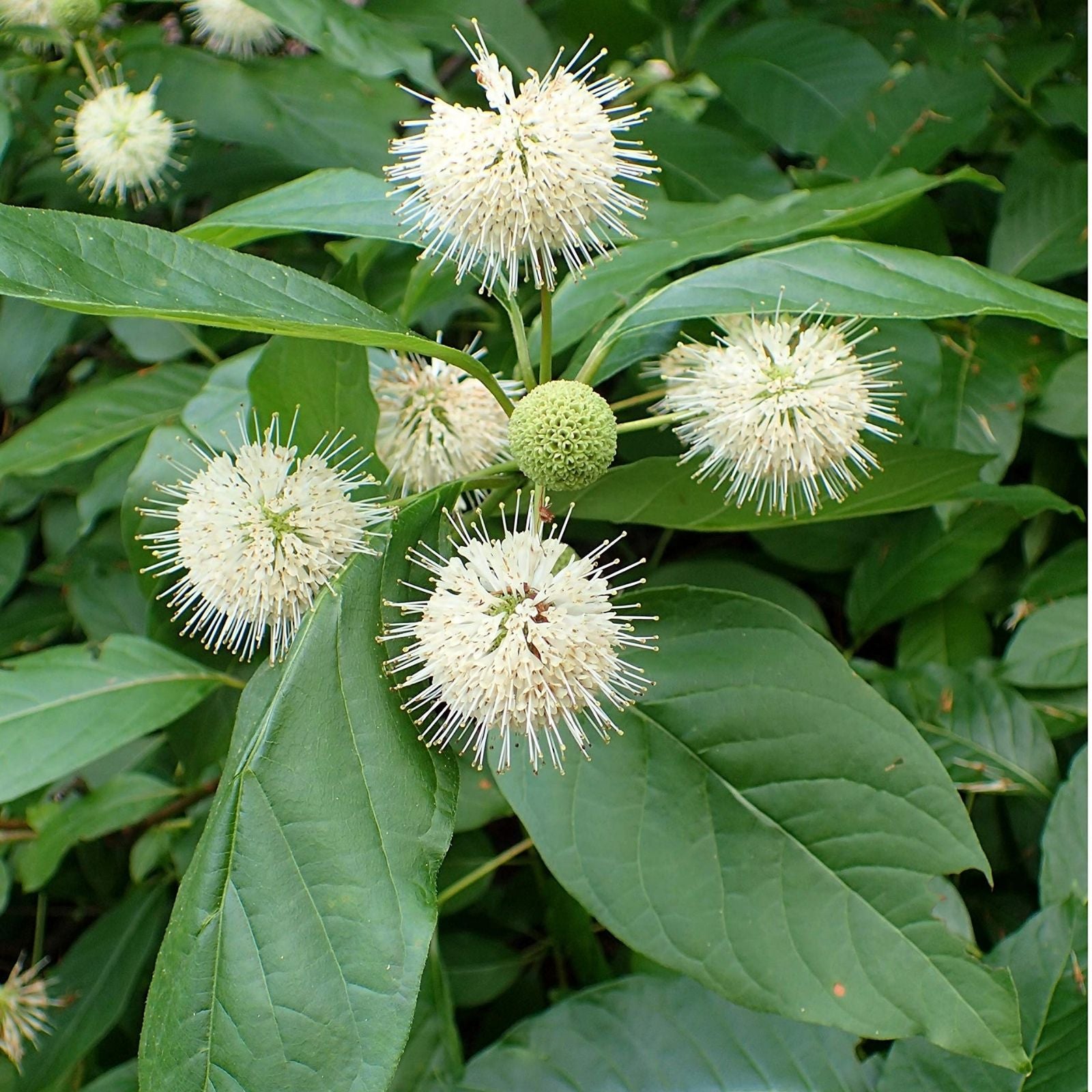 Buttonbush Cuttings 12" Live Plant | Cephalanthus occidentalis Native Wetland Plant for Garden & Wetlands