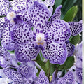 Papilionanda Ladda Fragrance 'Alina' Orchid 4-inch Pot Rare Fragrant Vanda Orchid Live Plant