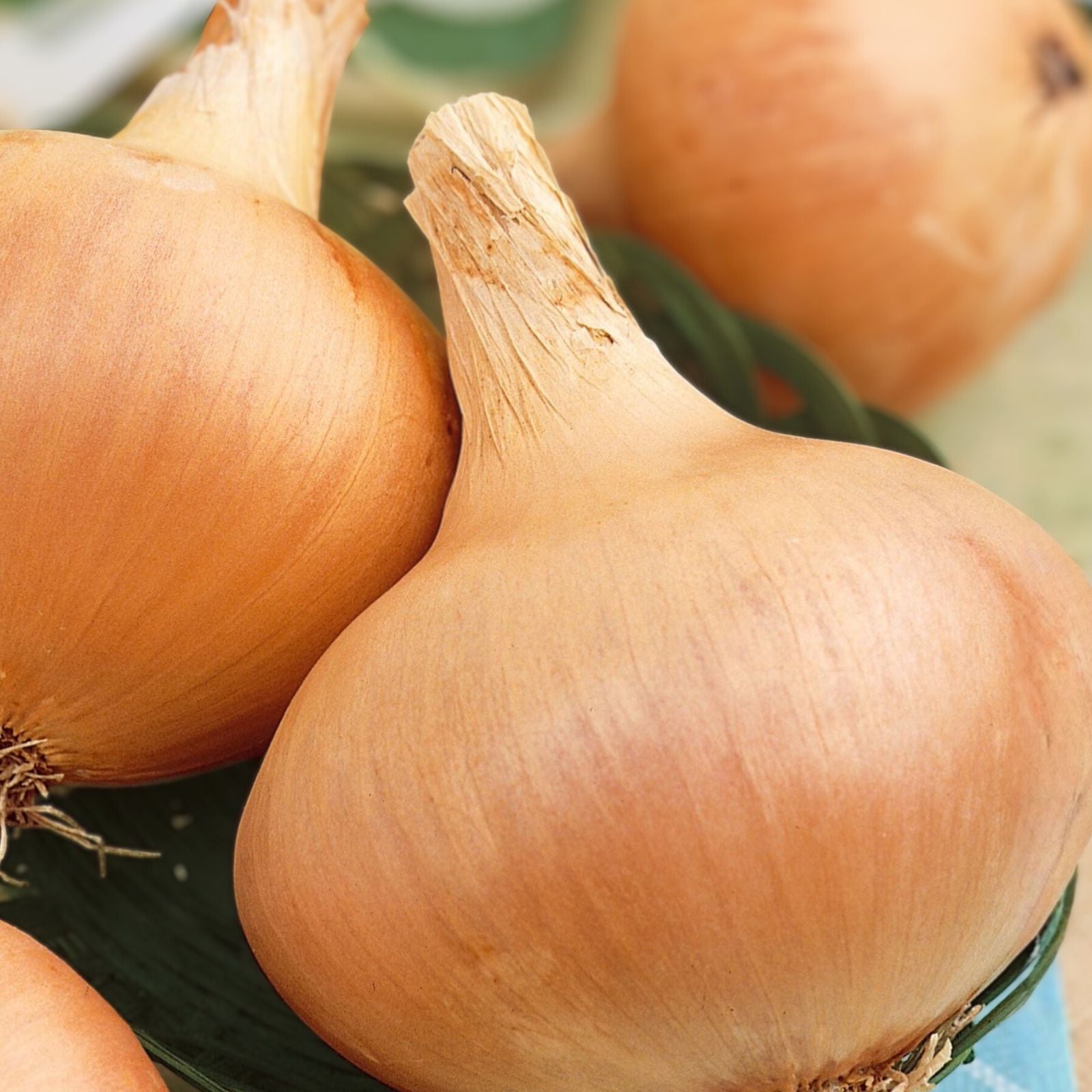 Spanish Yellow Onion Seeds 100 Count Non-GMO Allium cepa Vegetable Seeds for Gardening, Starter Plant, Live Bulb, Bare Root