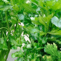 Utah Tall Heirloom Celery Seeds Non-GMO Organic Vegetable Seeds for Gardening, Live Plant, Starter, Cutting, Bare Root