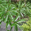 Willow Oak Saplings 10-Pack 10-12" Tall Quercus phellos Live Tree Seedlings Bare Root Starter Plants