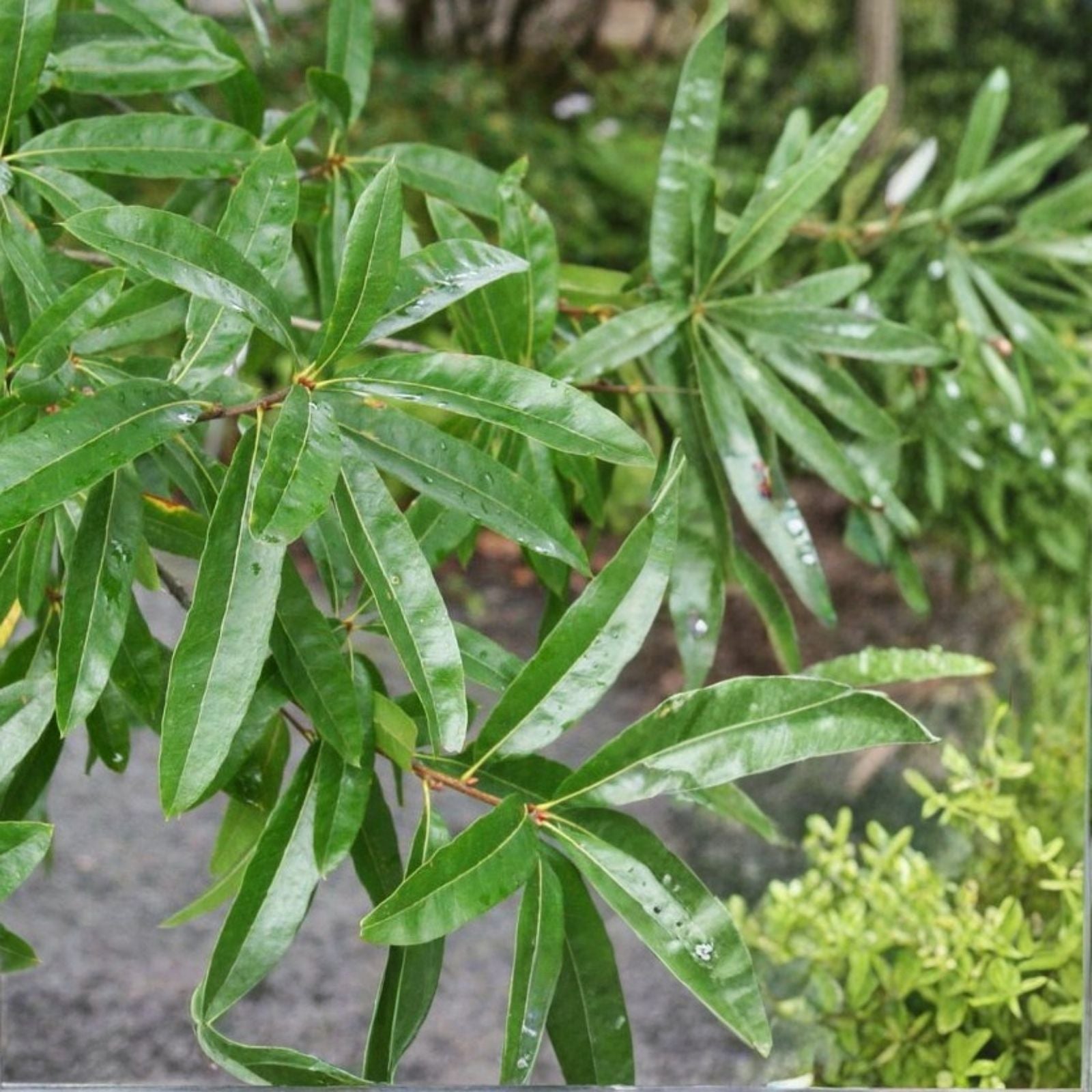 Willow Oak Saplings 10-Pack 10-12" Tall Quercus phellos Live Tree Seedlings Bare Root Starter Plants