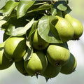 D'Anjou Pear Tree Cutting - No Root Scion for Grafting - Pyrus communis - Fruit Tree Propagation Material - bloomhavennursery