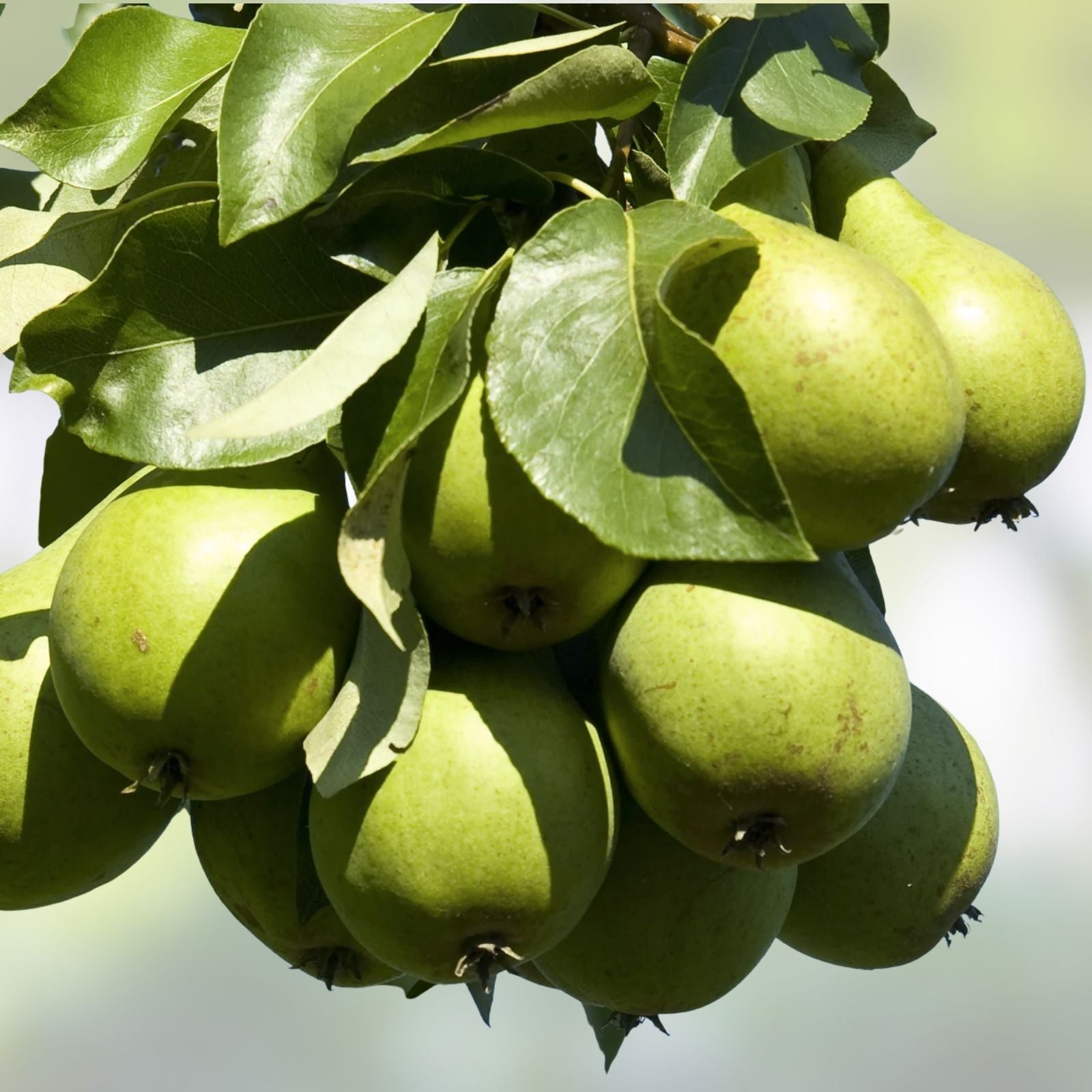D'Anjou Pear Tree Cutting - No Root Scion for Grafting - Pyrus communis - Fruit Tree Propagation Material - bloomhavennursery