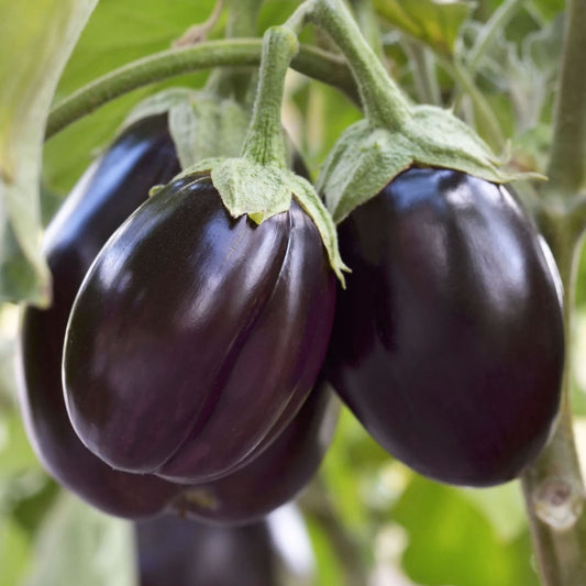 Little Prince Eggplant Seeds 20 Pack – Heirloom Solanum melongena Vegetable Seeds for Easy Gardening