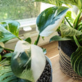 Philodendron White Princess Cutting with 1 Leaf Node Live Houseplant, Philodendron erubescens, Starter Plant
