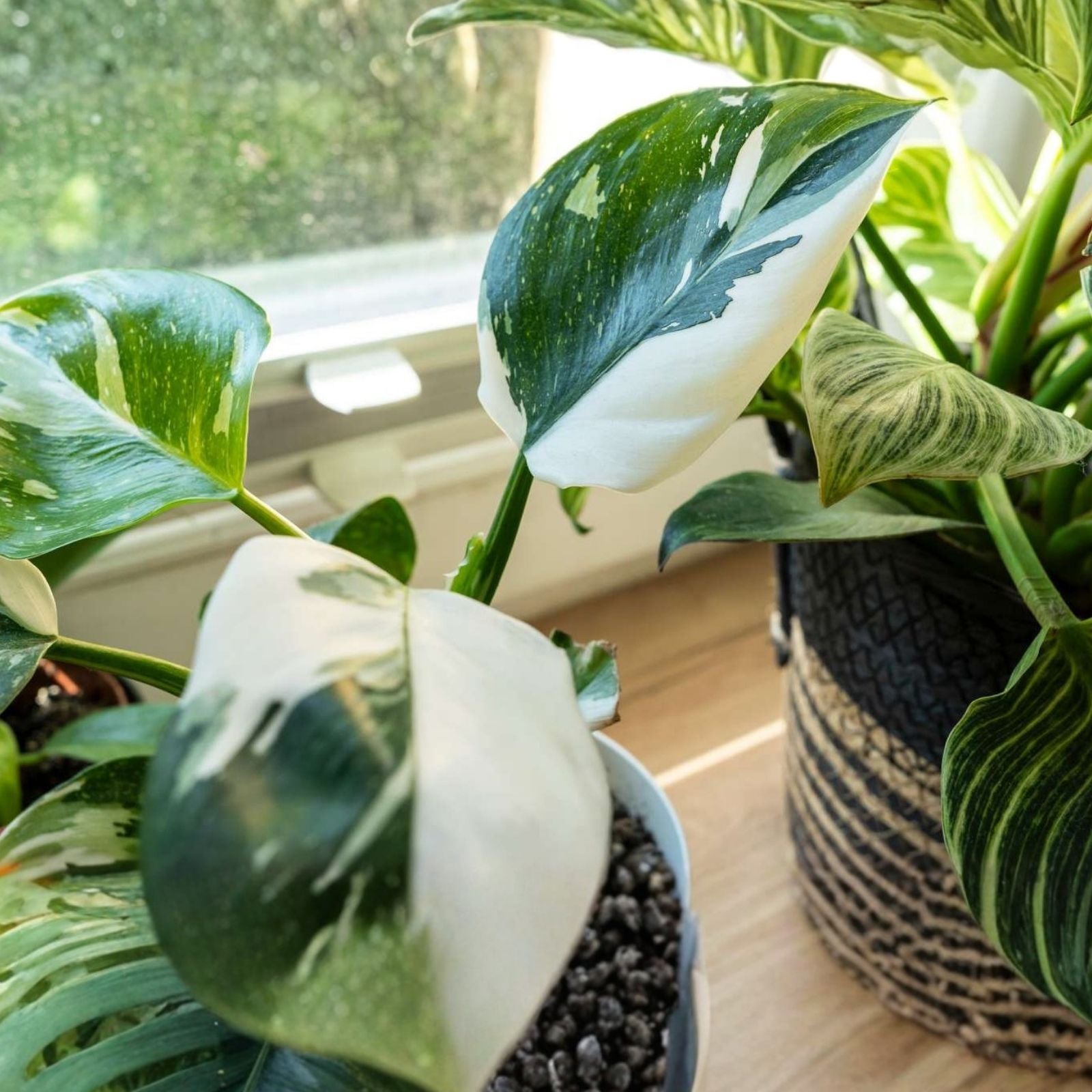 Philodendron White Princess Cutting with 1 Leaf Node Live Houseplant, Philodendron erubescens, Starter Plant