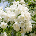 Philadelphus Coronarius Cuttings | Sweet Mock Orange | 10 Rooted Garden Plants for Privacy & Fragrance | English Dogwood