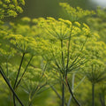 Dill Seeds Heirloom Non-GMO Bouquet Variety Herb Seeds for Fresh or Dried Cooking and Gardening