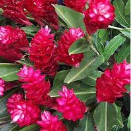 Hawaiian Red Ginger Plant - Small Rooted Starter - Alpinia purpurata - Tropical Flowering Plant for Garden or Indoor