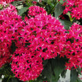 Pentas lanceolata Seeds 100 Count Red Flower Garden Seeds for Pollinators Live Plant Cutting Bare Root Starter Plant