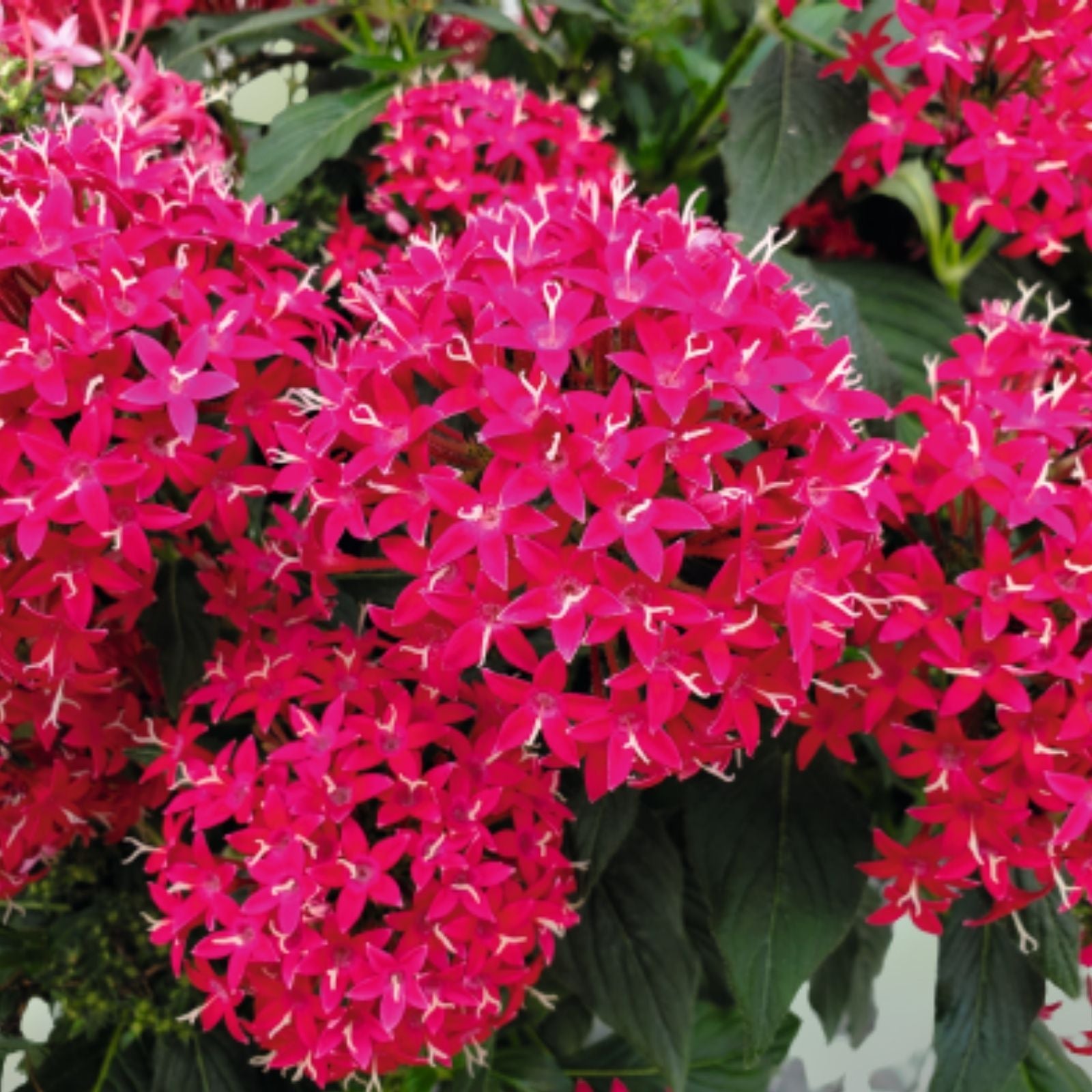 Pentas lanceolata Seeds 100 Count Red Flower Garden Seeds for Pollinators Live Plant Cutting Bare Root Starter Plant