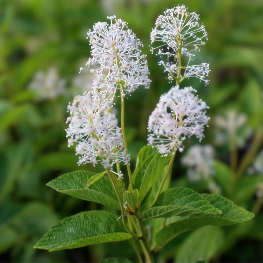 New Jersey Tea Seeds 50 Pack - Native Shrub Ceanothus americanus - Wildflower Seeds for Garden, Landscaping, Native Plants