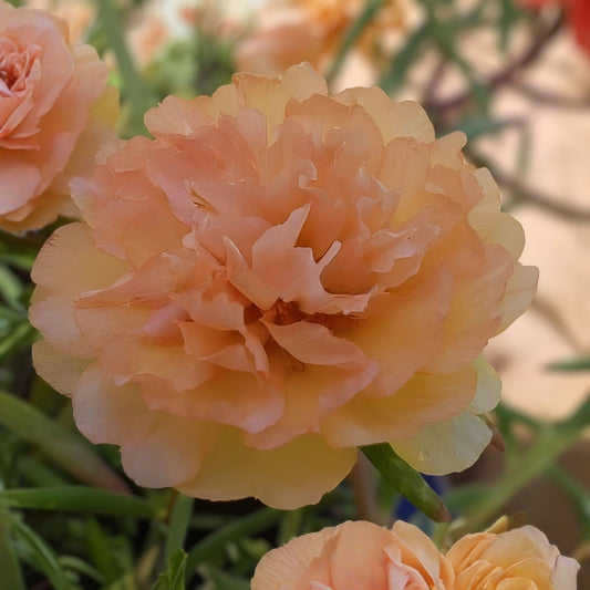 Moss Rose Cuttings 10 Unrooted Deep Orange Portulaca Grandiflora Succulent Plants for Garden or Container