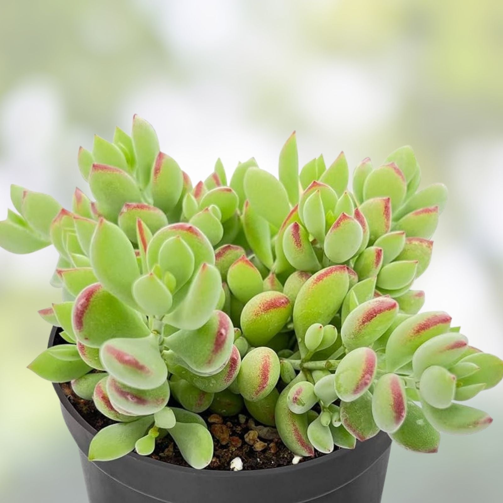 Echeveria Cuttings 4” Variegated Cotyledon Pendens Succulent Plant, Live Propagation, Easy Care Indoor Succulent