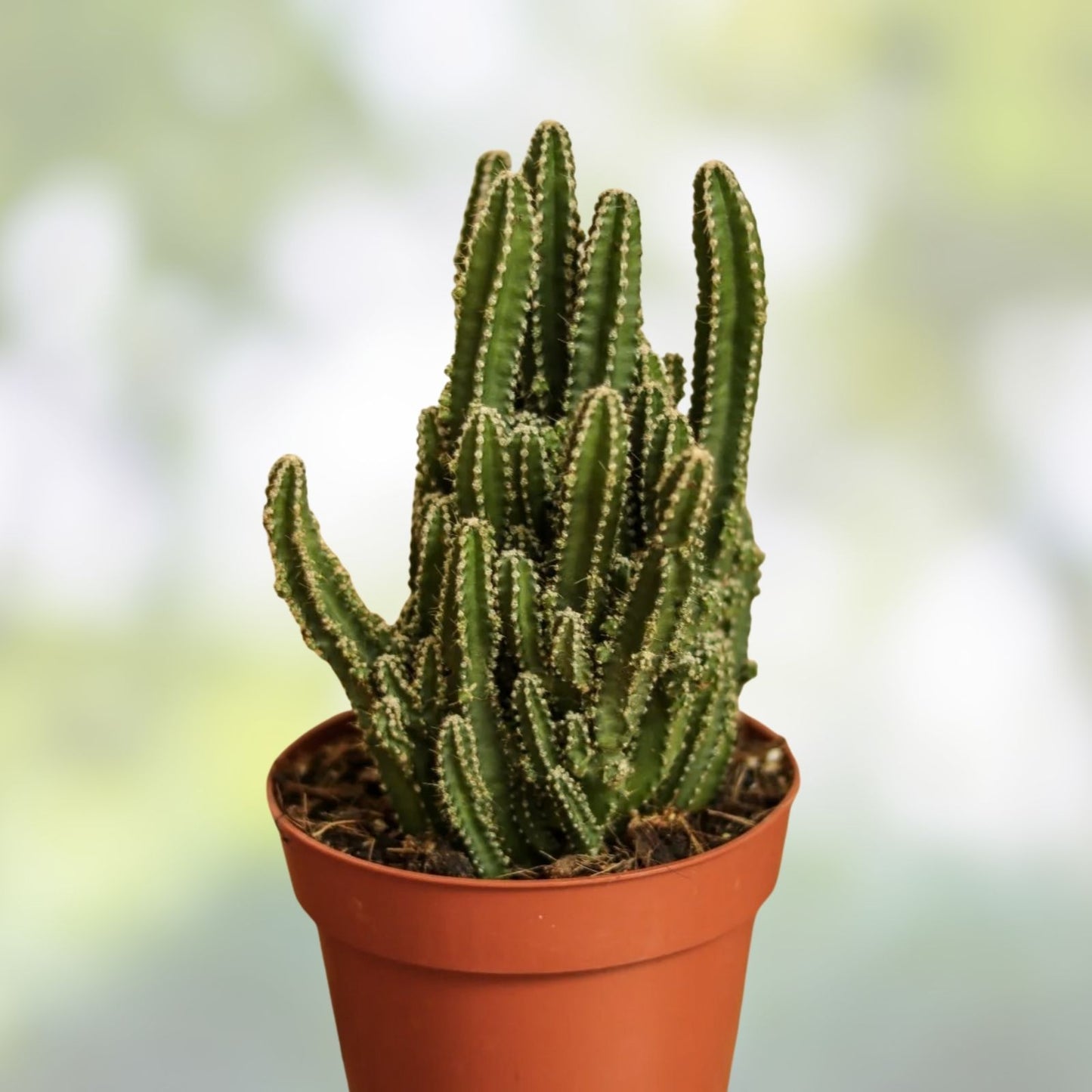 Live Rooted Triangle Cactus Plant – Acanthocereus Tetragonus – Succulent Houseplant, Starter Plant, Florida Native