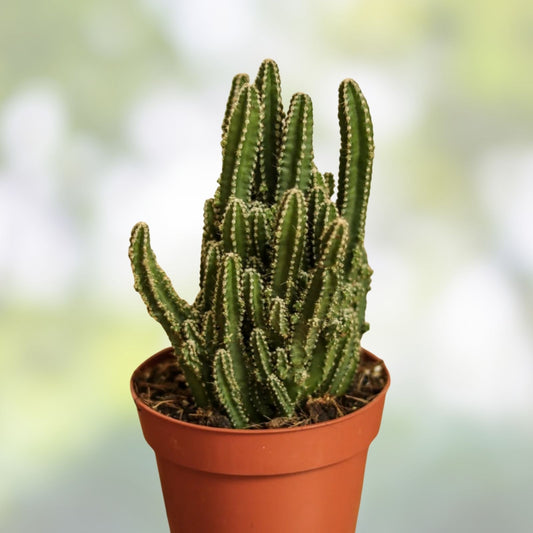 Live Rooted Triangle Cactus Plant – Acanthocereus Tetragonus – Succulent Houseplant, Starter Plant, Florida Native