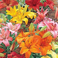 Asiatic Lily Bulbs Mix 14-18cm – Orange Pink Red Yellow – Lilium Asiatic Oriental Tiger Trumpet Flowering Plant