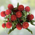 Organic Globe Amaranth Seeds Strawberry Fields Variety | Gomphrena globosa Flower Seeds | Live Plant, Cutting, Starter Plant