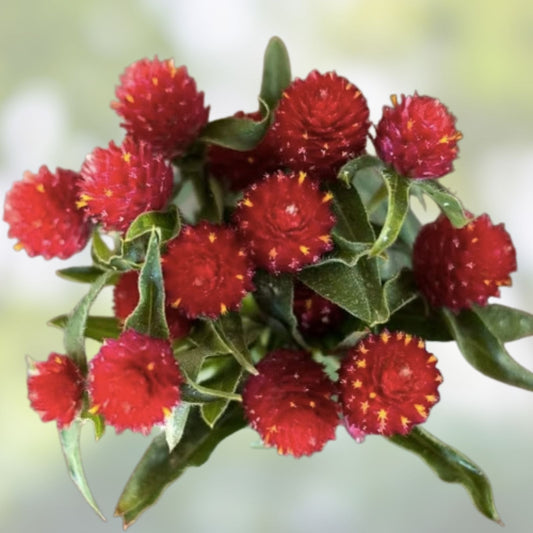 Organic Globe Amaranth Seeds Strawberry Fields Variety | Gomphrena globosa Flower Seeds | Live Plant, Cutting, Starter Plant