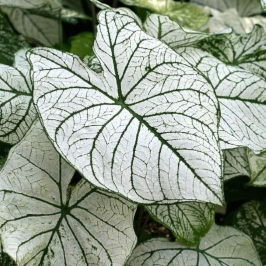Large Caladium Bulbs White Candidum Tropical Foliage Plant – Caladium bicolor, Fast Growing, Garden Bulbs, Indoor & Outdoor Plant