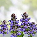 Ajuga Reptans Bugleweed Starter Plants 10 Rooted Cuttings Ground Cover Creeping Perennial Garden Landscaping