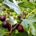Black Madeira Fig Cutting - Ficus carica - Live Plant, Unrooted Fruit Tree, Garden, Patio, Starter Plant